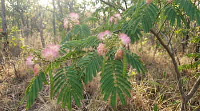 Fragrant Mimosa