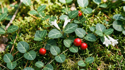 Partridgeberry