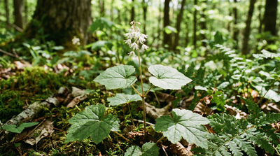 Bishop's Cap/Two-leaf Miterwort