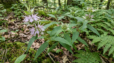 Bee Balm