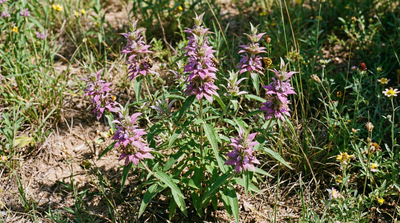 Lemon Beebalm