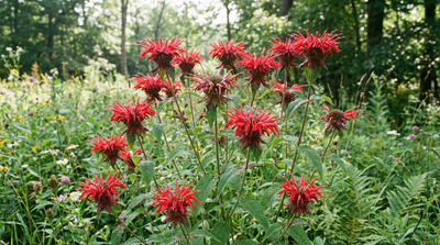 Scarlet Beebalm