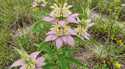 Spotted Horsemint