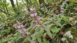 Bee Balm