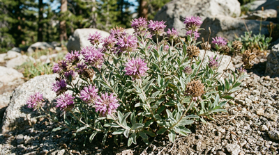 Mountain mint