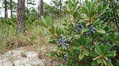 Northern Bayberry