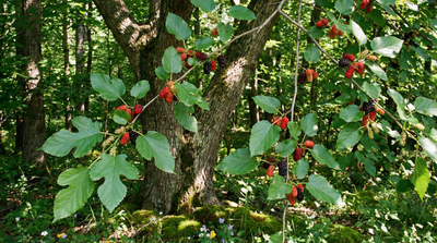 Red mulberry