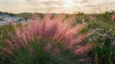 Pink Muhly Grass