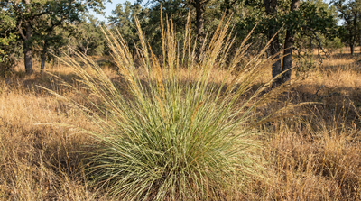 Deer Grass