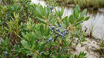 Wax myrtle