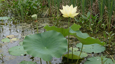 American Lotus
