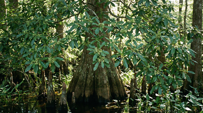 Water tupelo