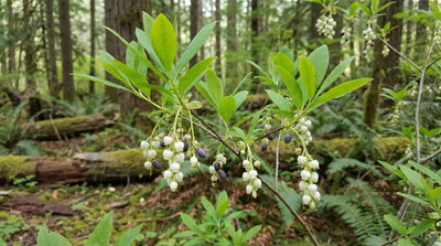 Osoberry (Indian Plum)