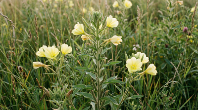 Common Evening Primrose
