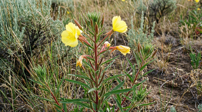 Evening primrose