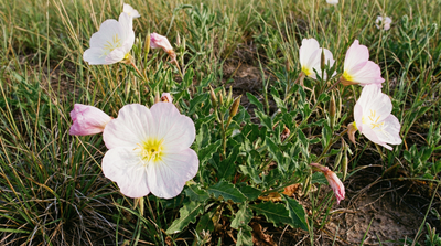 Pink Evening Primrose