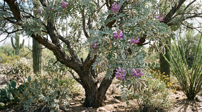 Desert Ironwood