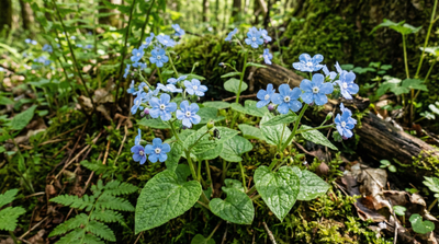 Blue-Eyed Mary
