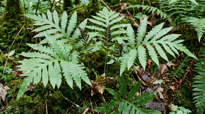 Sensitive Fern
