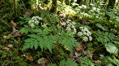 Sweet Cicely