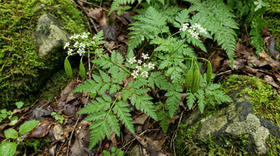 Aniseroot