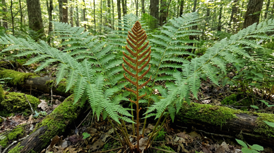 Cinnamon Fern