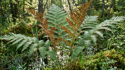 Royal Fern