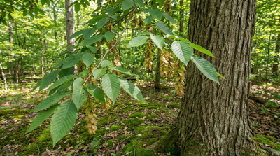 American Hophornbeam
