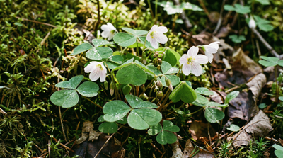 Mountain Woodsorrel