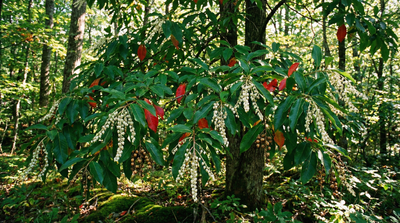 Sourwood