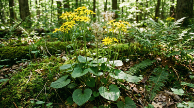 Golden ragwort