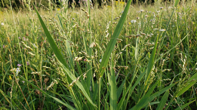 Beaked panicgrass