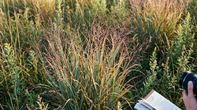 Switchgrass