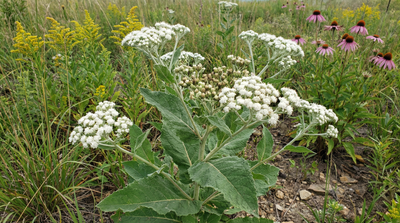 Wild Quinine