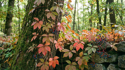 Virginia Creeper