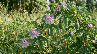 Maypop (Purple Passionflower)