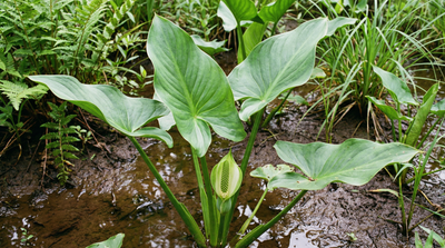 Arrow Arum