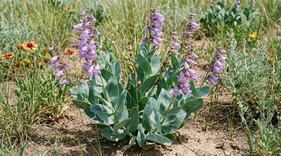 Large beardtongue