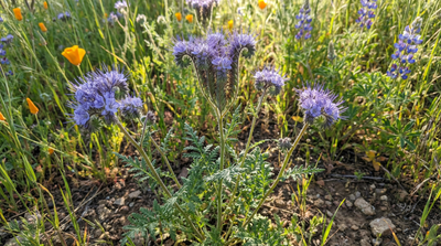 Lacy phacelia