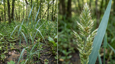Rattlesnake Grass