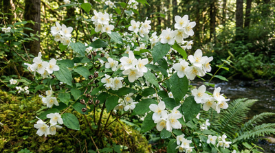 Lewis' Mock Orange