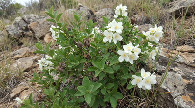 Littleleaf Mock Orange