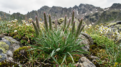 Alpine Timothy