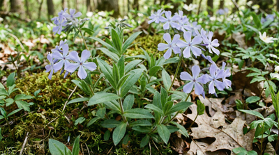 Wild blue phlox
