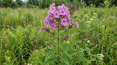 Garden phlox