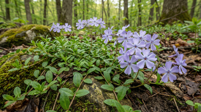 Tufted creeping phlox 'Sherwood Purple'