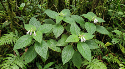 Large leaved mint