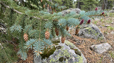 Engelmann Spruce