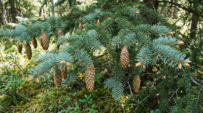 White Spruce