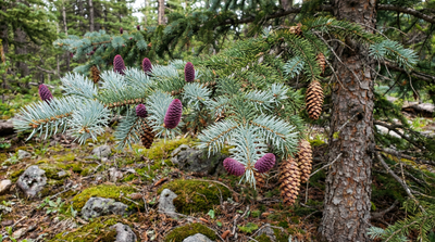 Blue Spruce
